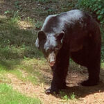 black bear on property - best handgun caliber for bear defense