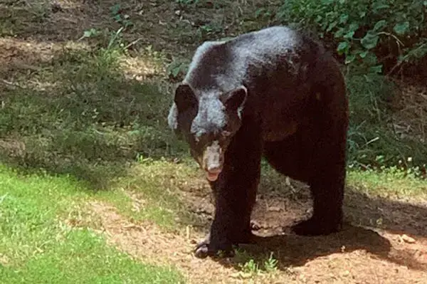 black bear on property - best handgun caliber for bear defense